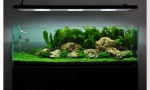 Odaberite aquarium. Kako kupiti pravi akvarijum